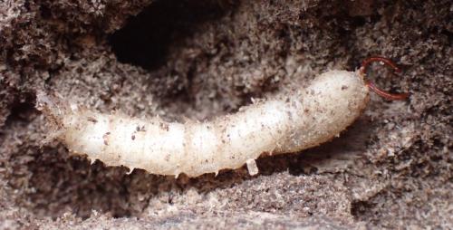Tipula flavolineata